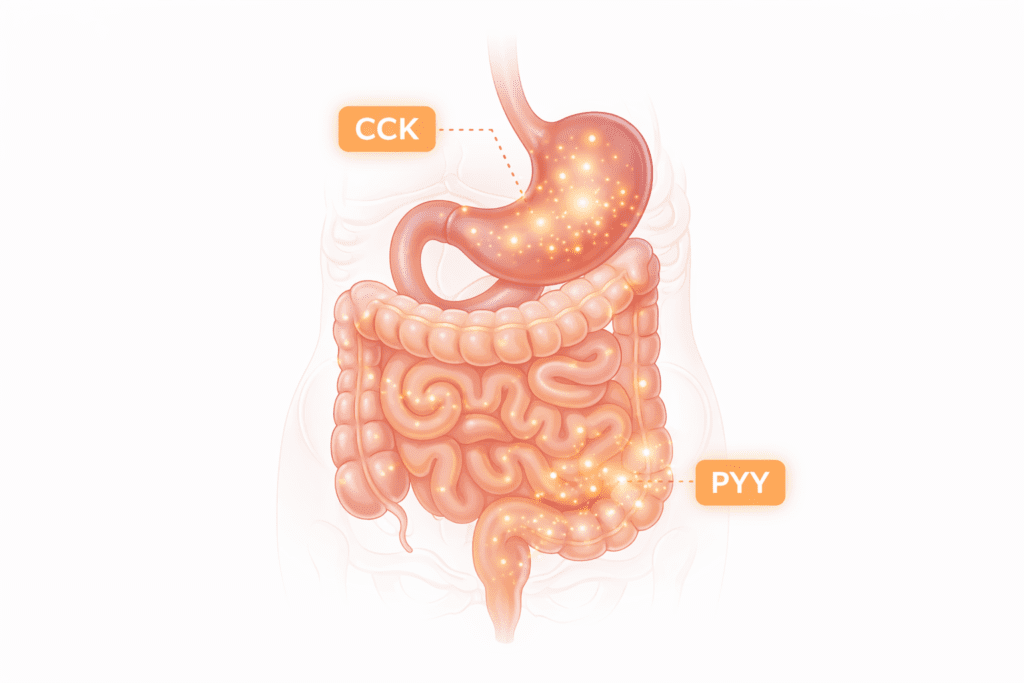 digestive hormones CCK and PYY influencing post meal relaxation