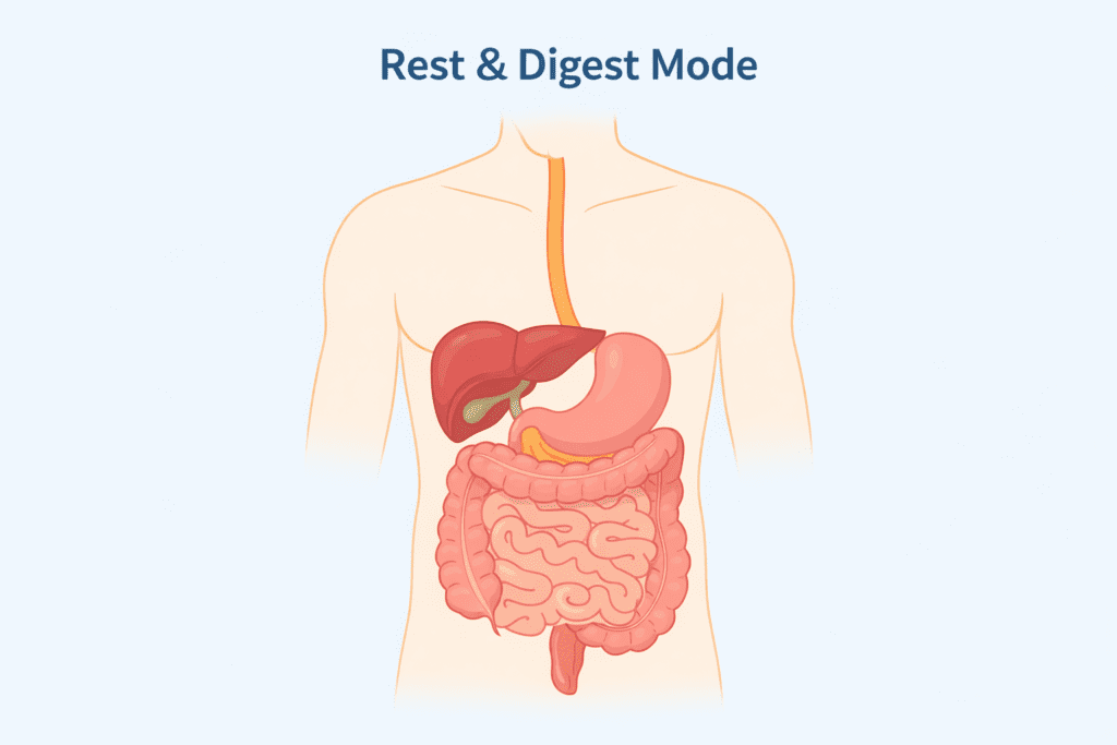 Illustration showing rest and digest mode activated after eating