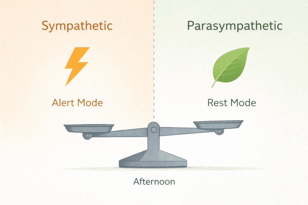 Diagram illustrating sympathetic and parasympathetic balance during afternoon energy dip