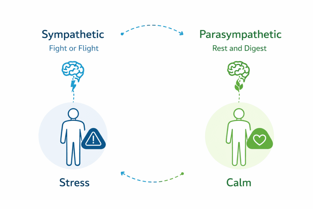 nervous system shift after crying fight or flight vs rest and digest