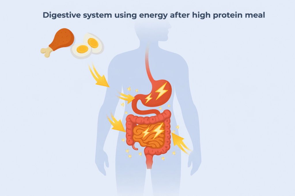 digestive system using energy after high protein meal