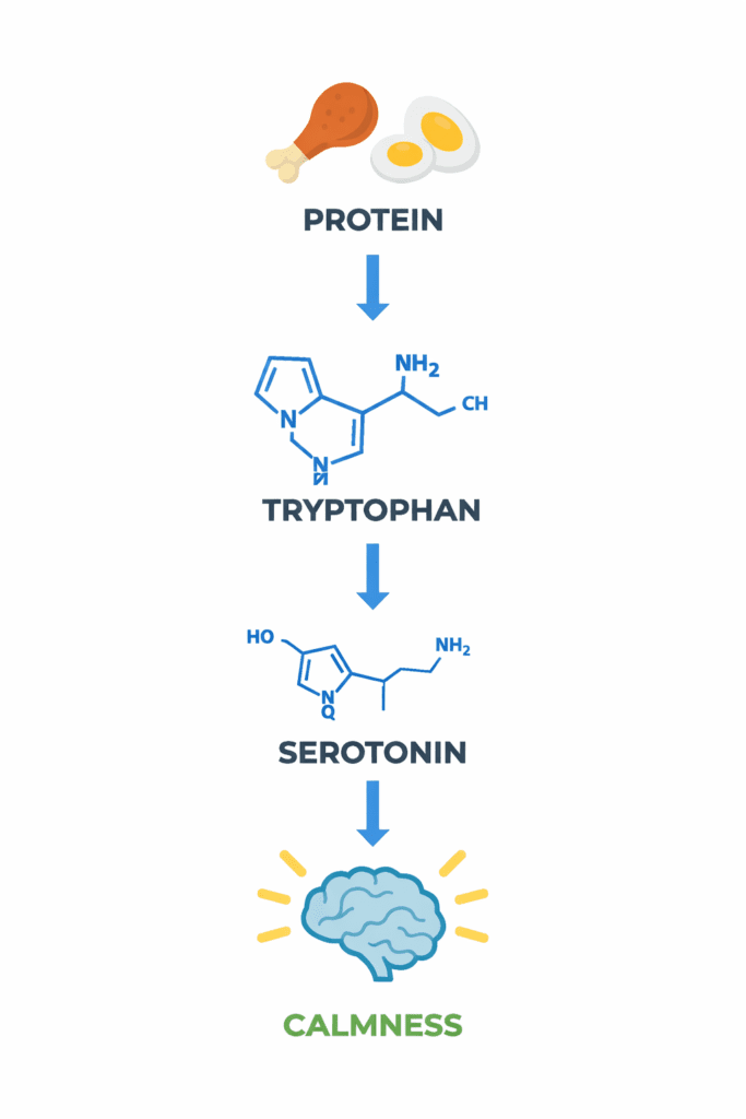 diagram showing how protein increases serotonin and causes sleepiness