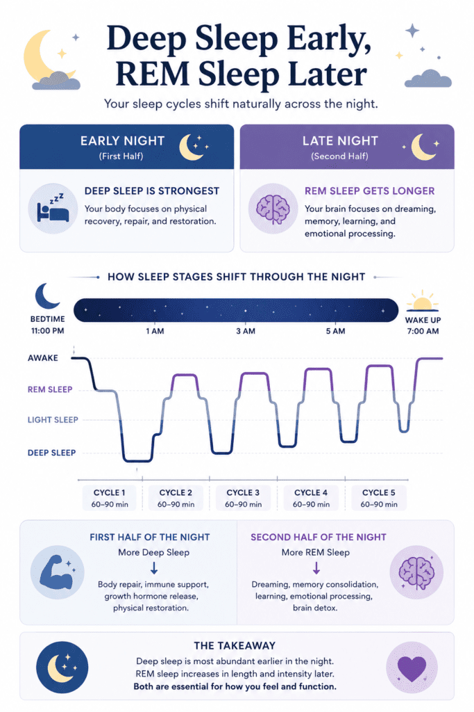 deep sleep is stronger earlier while REM sleep gets longer later